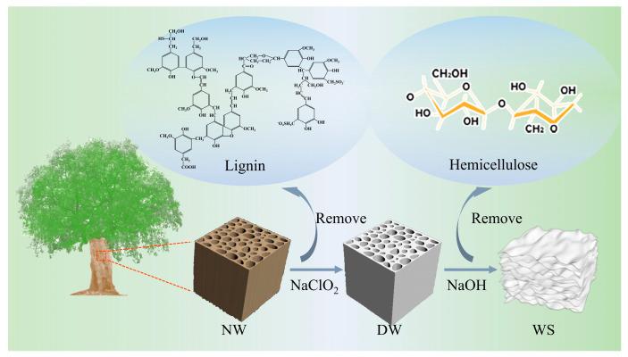 https://cdn.ncbi.nlm.nih.gov/pmc/blobs/009e/11644635/29c52a484255/polymers-16-03256-sch001.jpg