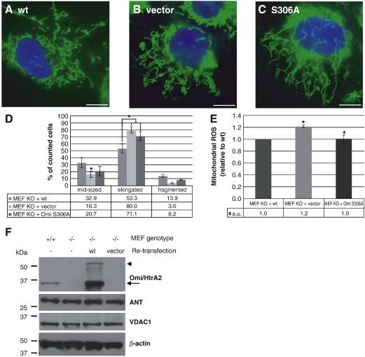 https://cdn.ncbi.nlm.nih.gov/pmc/blobs/00a1/3063334/5cf2e8683c97/gr4.jpg