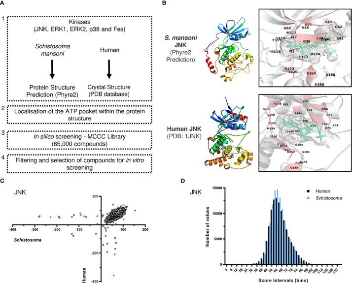 https://cdn.ncbi.nlm.nih.gov/pmc/blobs/00a4/9294739/d27cad2f6299/fcimb-12-913301-g001.jpg