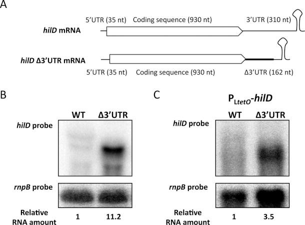 https://cdn.ncbi.nlm.nih.gov/pmc/blobs/00a5/4027200/5ac6512a1c52/gku222fig2.jpg