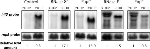 https://cdn.ncbi.nlm.nih.gov/pmc/blobs/00a5/4027200/99dc332be491/gku222fig5.jpg