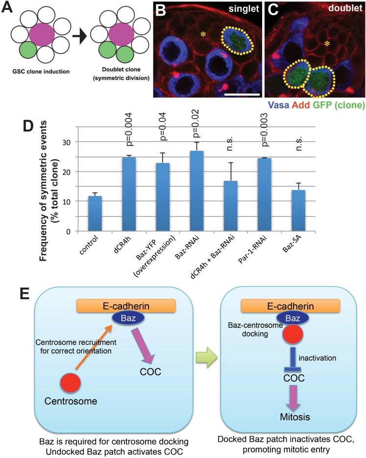https://cdn.ncbi.nlm.nih.gov/pmc/blobs/00aa/4391501/1da0dd1ed680/elife04960f006.jpg