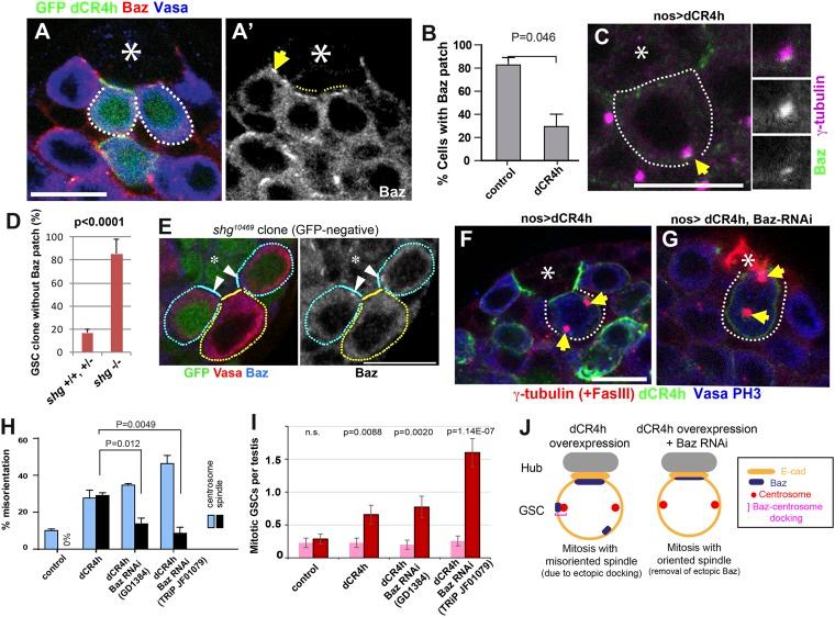 https://cdn.ncbi.nlm.nih.gov/pmc/blobs/00aa/4391501/455d5d760dda/elife04960f004.jpg