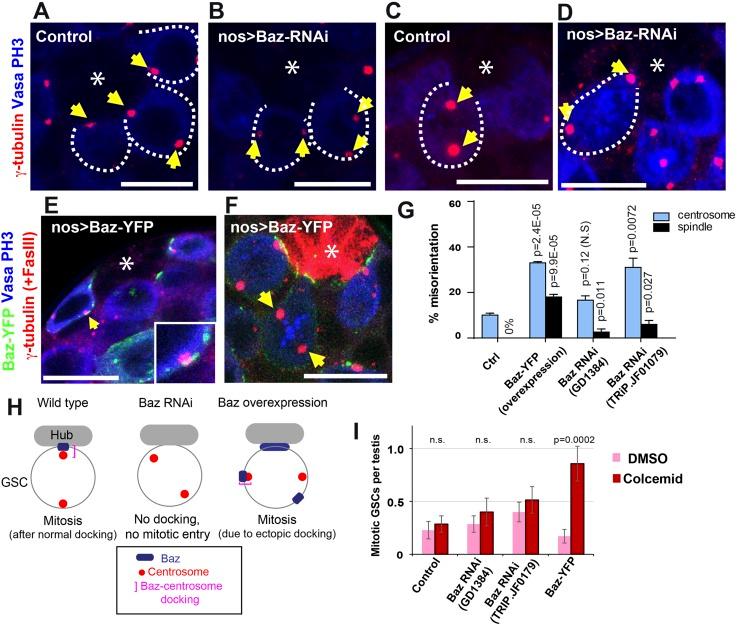 https://cdn.ncbi.nlm.nih.gov/pmc/blobs/00aa/4391501/670e070de694/elife04960f003.jpg