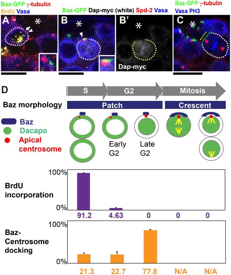 https://cdn.ncbi.nlm.nih.gov/pmc/blobs/00aa/4391501/b2bd727678dd/elife04960f002.jpg