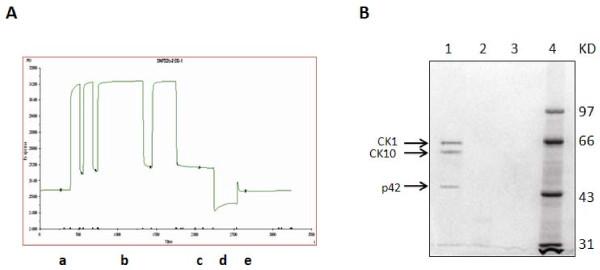https://cdn.ncbi.nlm.nih.gov/pmc/blobs/00ab/2894783/df09ce8bd8f3/1743-422X-7-99-2.jpg