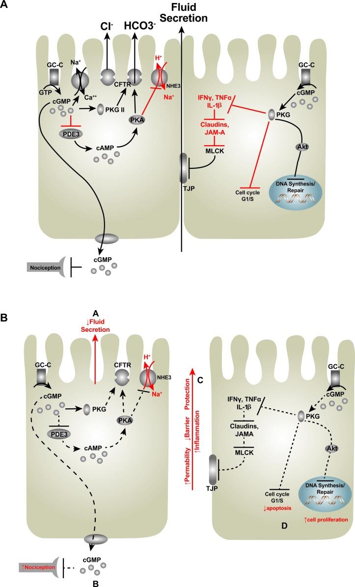 https://cdn.ncbi.nlm.nih.gov/pmc/blobs/00ab/6204952/41285a6c7b95/gutjnl-2018-316029f04.jpg