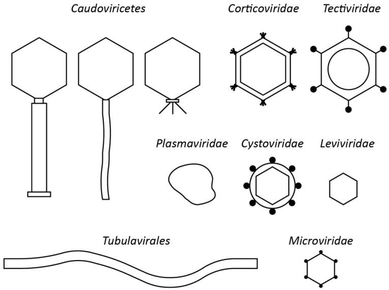 https://cdn.ncbi.nlm.nih.gov/pmc/blobs/00ab/8003253/a531c73238f7/viruses-13-00506-g001.jpg