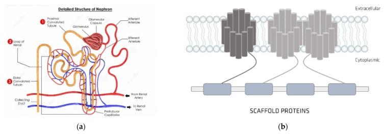 https://cdn.ncbi.nlm.nih.gov/pmc/blobs/00ab/8953794/0c60e6370f22/membranes-12-00261-g005.jpg