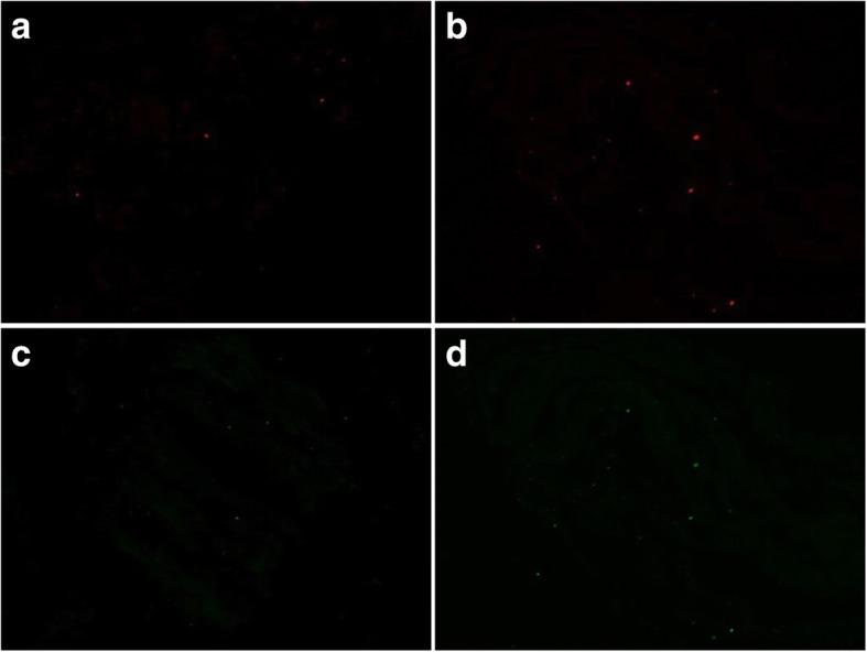 https://cdn.ncbi.nlm.nih.gov/pmc/blobs/00ac/5975681/1907f33e3b98/12886_2018_793_Fig1_HTML.jpg