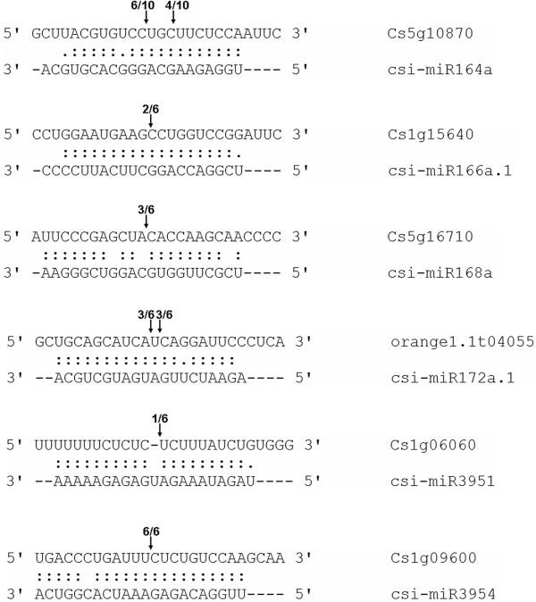 https://cdn.ncbi.nlm.nih.gov/pmc/blobs/00ae/4158063/02bccbc39cb2/12864_2014_6413_Fig7_HTML.jpg