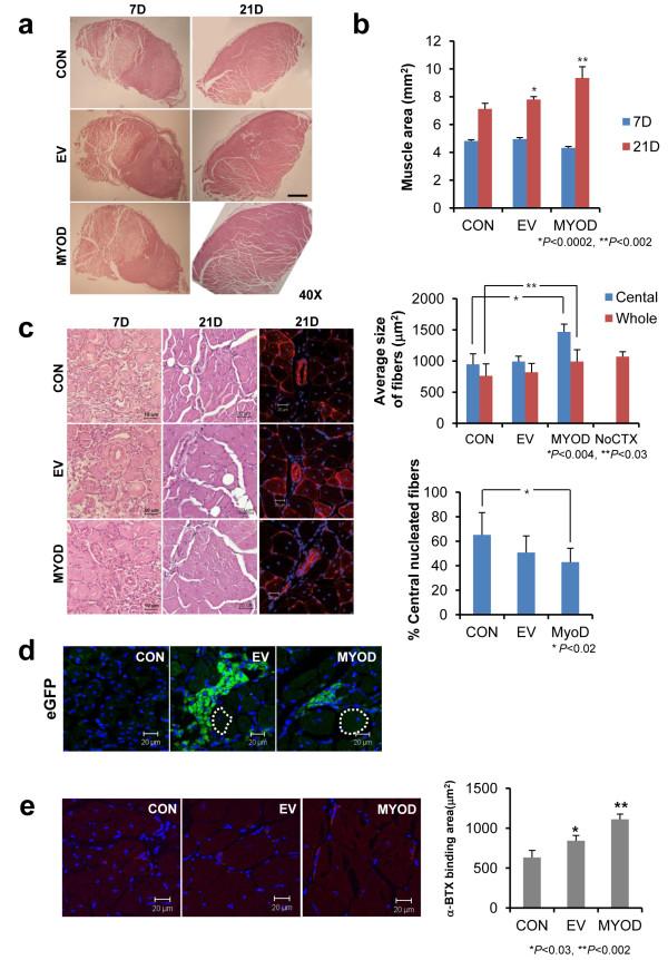 https://cdn.ncbi.nlm.nih.gov/pmc/blobs/00b0/4054934/12868a977b76/scrt358-4.jpg
