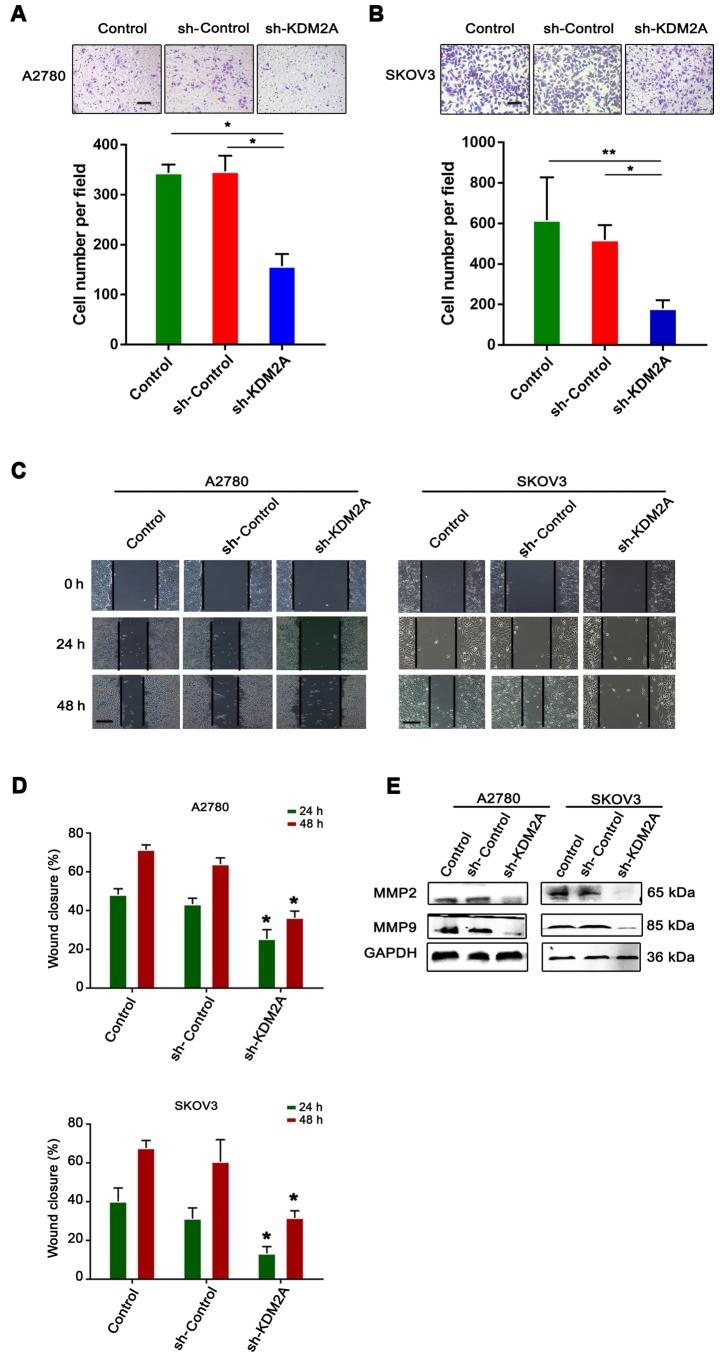 https://cdn.ncbi.nlm.nih.gov/pmc/blobs/00b1/6313075/08fe92cf3a12/OR-41-02-0917-g03.jpg