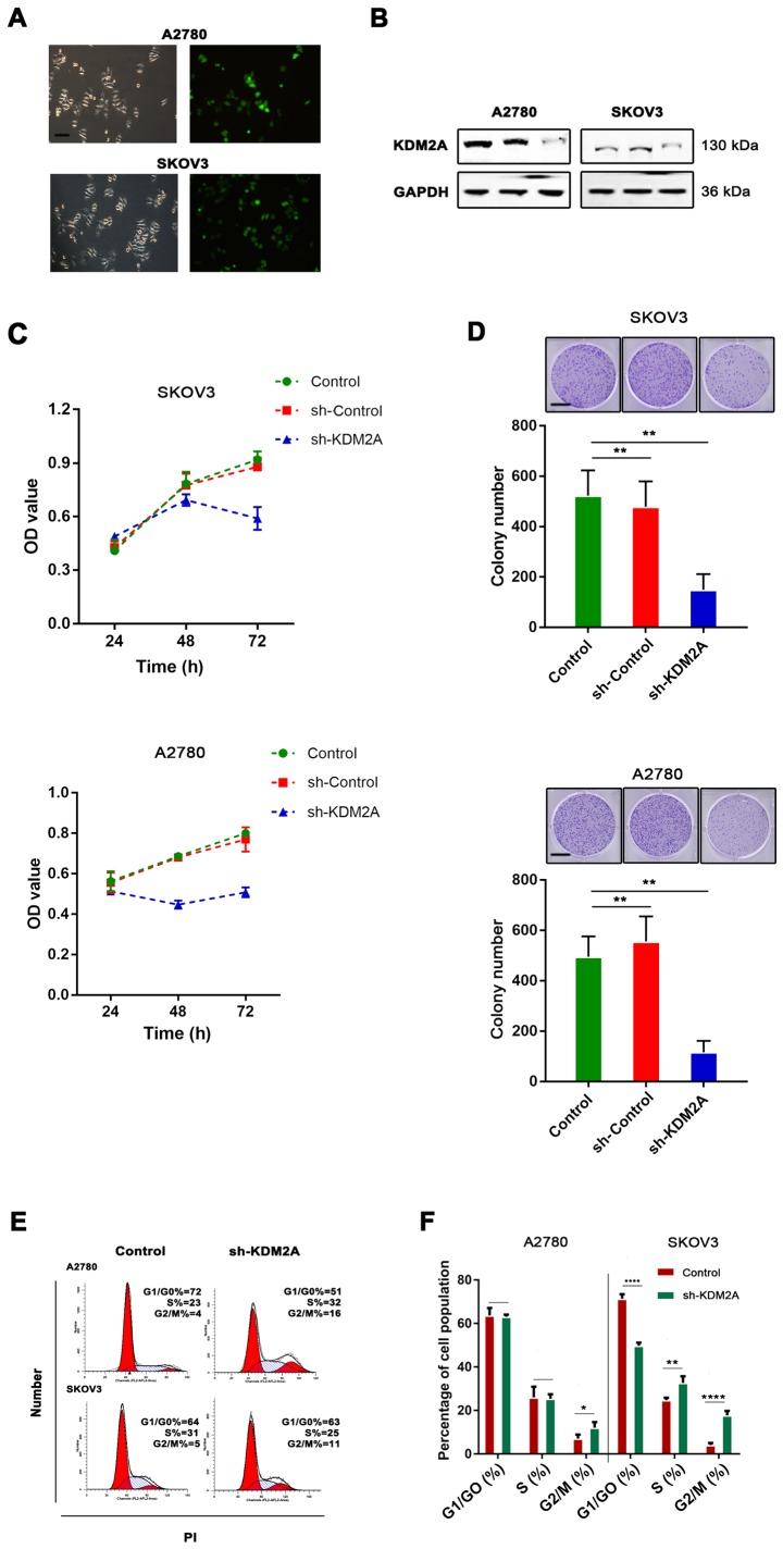 https://cdn.ncbi.nlm.nih.gov/pmc/blobs/00b1/6313075/2e340fea2fb9/OR-41-02-0917-g01.jpg