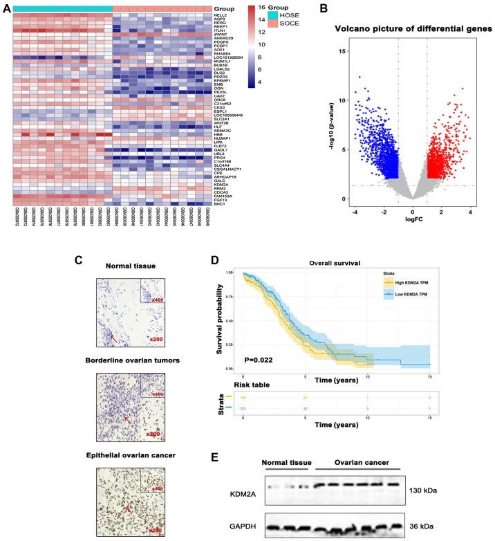 https://cdn.ncbi.nlm.nih.gov/pmc/blobs/00b1/6313075/7b12dff9f84e/OR-41-02-0917-g00.jpg