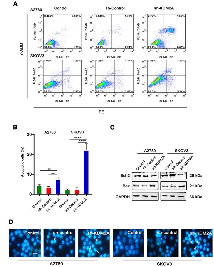 https://cdn.ncbi.nlm.nih.gov/pmc/blobs/00b1/6313075/f5a70e8989bc/OR-41-02-0917-g02.jpg