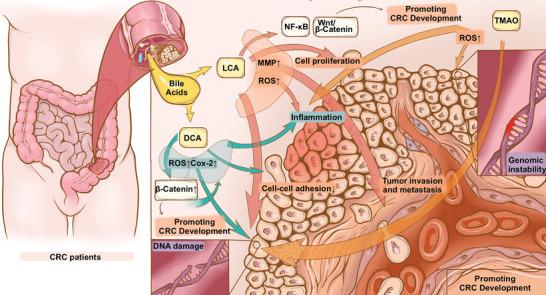 https://cdn.ncbi.nlm.nih.gov/pmc/blobs/00b3/10427379/51586c2c9306/ADVS-10-2205563-g005.jpg
