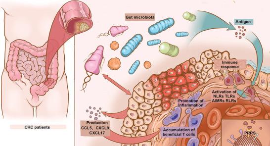 https://cdn.ncbi.nlm.nih.gov/pmc/blobs/00b3/10427379/85d247ad150e/ADVS-10-2205563-g009.jpg