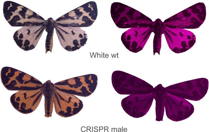 https://cdn.ncbi.nlm.nih.gov/pmc/blobs/00b3/10635649/e92d11d1b6ca/elife-80116-fig4-figsupp2.jpg