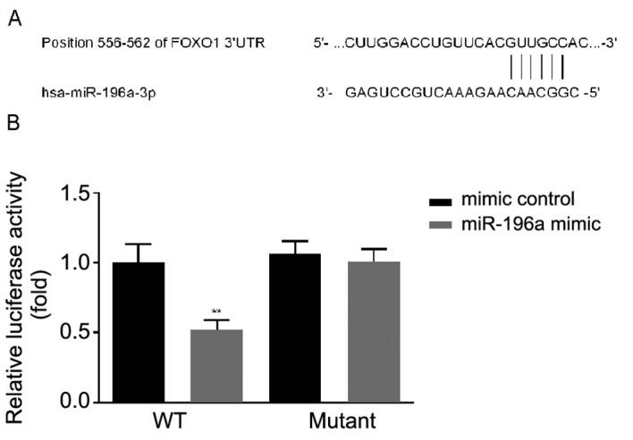 https://cdn.ncbi.nlm.nih.gov/pmc/blobs/00b7/7185189/dae302944762/etm-19-06-3707-g01.jpg