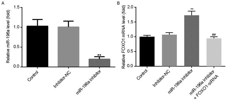 https://cdn.ncbi.nlm.nih.gov/pmc/blobs/00b7/7185189/fe0cca50951c/etm-19-06-3707-g03.jpg
