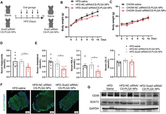https://cdn.ncbi.nlm.nih.gov/pmc/blobs/00ba/11516059/24ccca152502/ADVS-11-2403442-g006.jpg