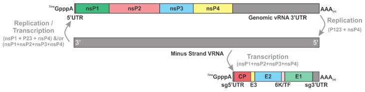 https://cdn.ncbi.nlm.nih.gov/pmc/blobs/00c2/9865062/d680235f7f99/viruses-15-00164-g002.jpg
