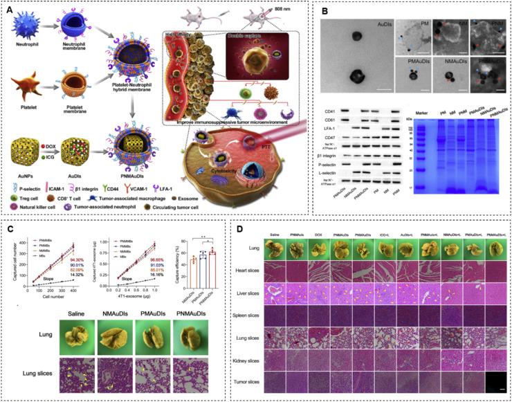 https://cdn.ncbi.nlm.nih.gov/pmc/blobs/00c9/10755545/a3d7aa189b4f/gr7.jpg