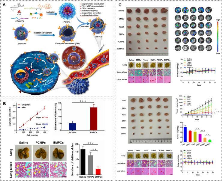 https://cdn.ncbi.nlm.nih.gov/pmc/blobs/00c9/10755545/ac3b2635b48b/gr6.jpg