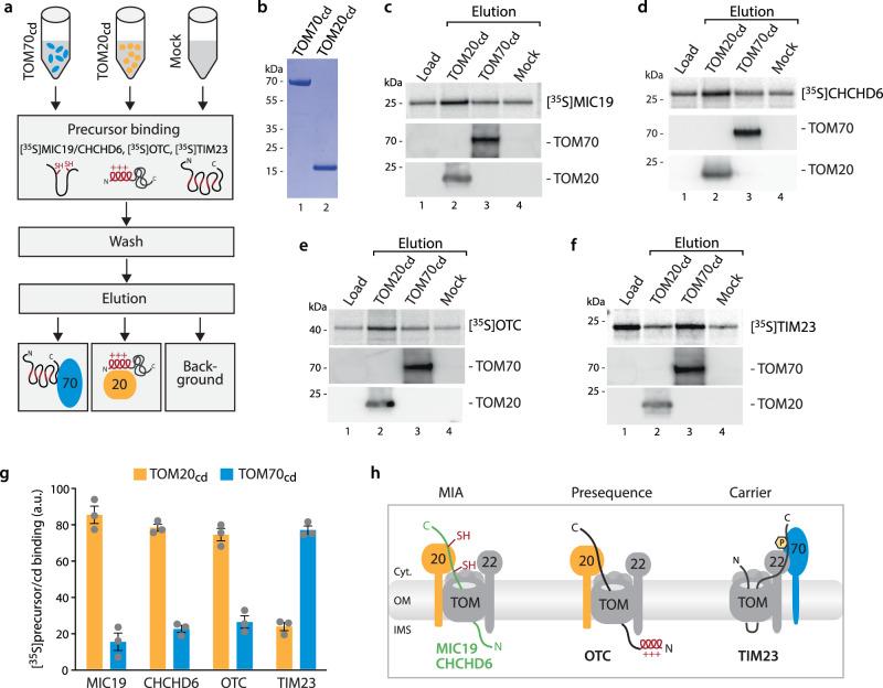 https://cdn.ncbi.nlm.nih.gov/pmc/blobs/00cb/11189921/2667f6bda729/41467_2024_49611_Fig4_HTML.jpg