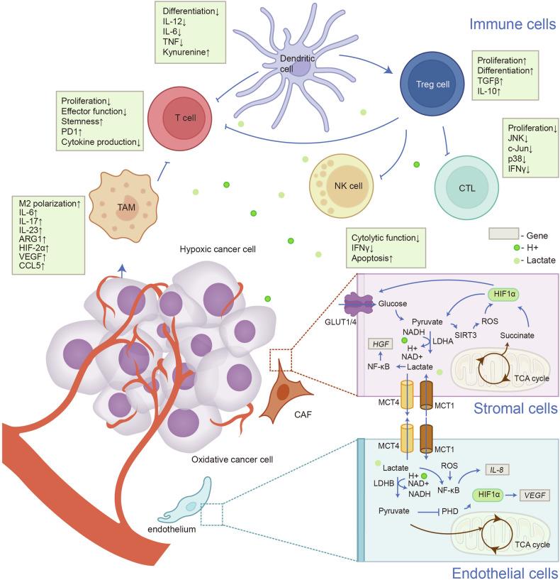 https://cdn.ncbi.nlm.nih.gov/pmc/blobs/00cc/11814237/5ea0e27224f0/41392_2024_2082_Fig6_HTML.jpg