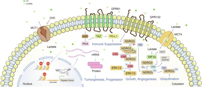 https://cdn.ncbi.nlm.nih.gov/pmc/blobs/00cc/11814237/6c1c4cbce88e/41392_2024_2082_Fig4_HTML.jpg