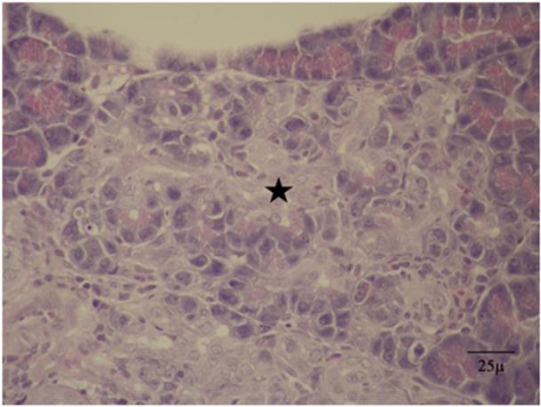 https://cdn.ncbi.nlm.nih.gov/pmc/blobs/00d2/12284612/fcbe8bb7774f/JBT-39-e70406-g002.jpg