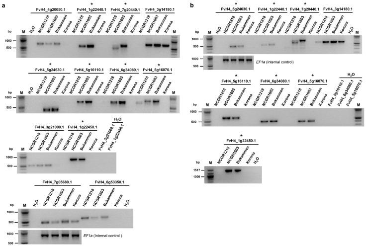 https://cdn.ncbi.nlm.nih.gov/pmc/blobs/00d6/10341869/11dc885e3e0e/ijms-24-10851-g008.jpg