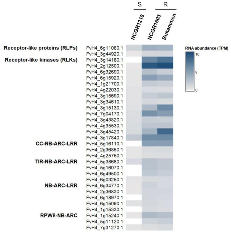 https://cdn.ncbi.nlm.nih.gov/pmc/blobs/00d6/10341869/2f1b18753450/ijms-24-10851-g004.jpg