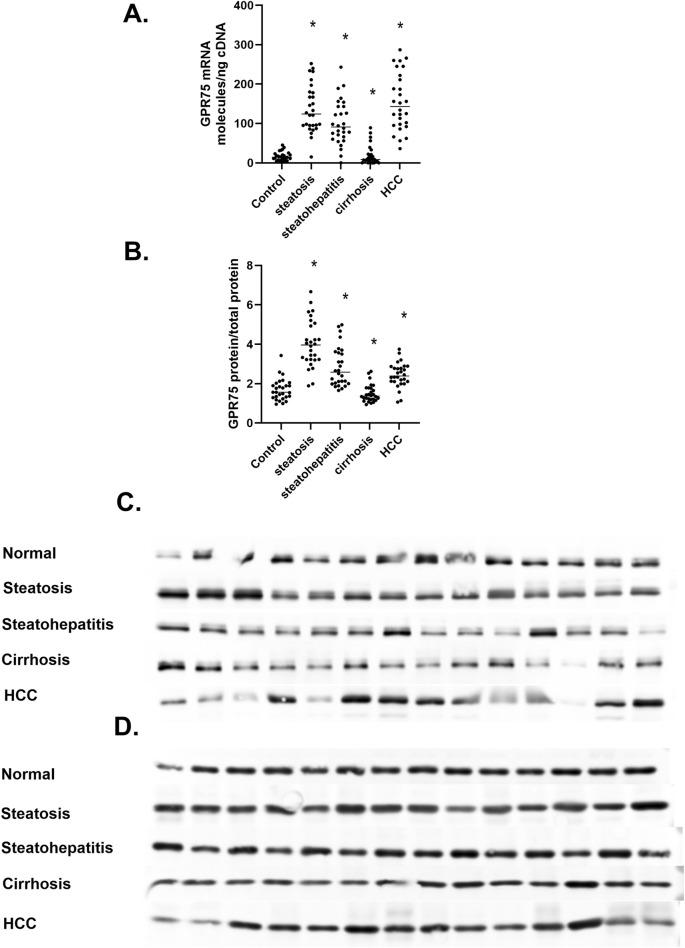 https://cdn.ncbi.nlm.nih.gov/pmc/blobs/00d8/11826315/36e4837617d3/fphys-15-1497297-g007.jpg