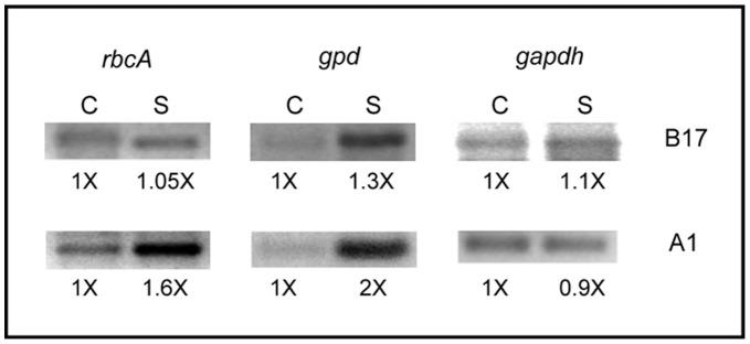 https://cdn.ncbi.nlm.nih.gov/pmc/blobs/00df/3469543/ad0dba36986f/pone.0047182.g004.jpg