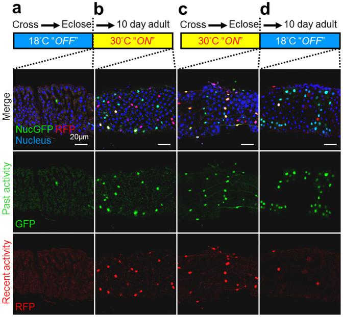 https://cdn.ncbi.nlm.nih.gov/pmc/blobs/00e1/4355673/9cd8e170991d/srep09015-f4.jpg