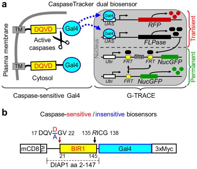 https://cdn.ncbi.nlm.nih.gov/pmc/blobs/00e1/4355673/ae35ba975405/srep09015-f1.jpg