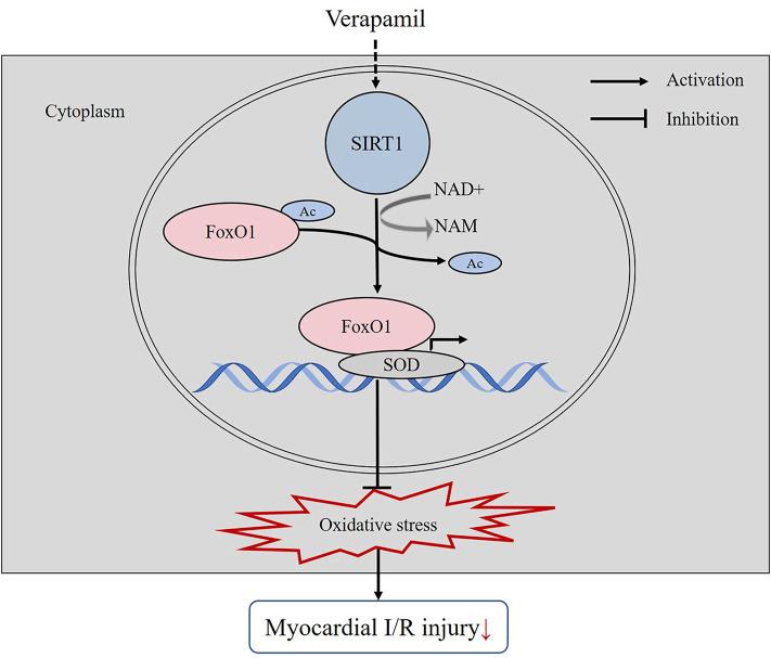 https://cdn.ncbi.nlm.nih.gov/pmc/blobs/00e1/8905444/fda535265e01/fphar-13-822640-g007.jpg