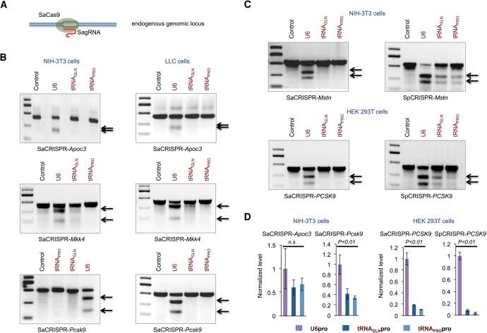 https://cdn.ncbi.nlm.nih.gov/pmc/blobs/00e2/5159642/3a21b1c1334d/1F2.jpg