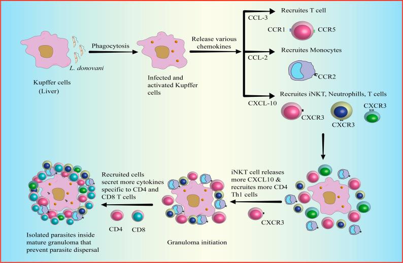 https://cdn.ncbi.nlm.nih.gov/pmc/blobs/00e4/11707835/41ae4922c62e/S146239942400036X_fig3.jpg