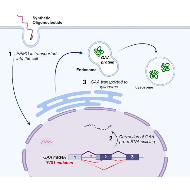 https://cdn.ncbi.nlm.nih.gov/pmc/blobs/00e5/12008586/d1abd7edeef0/fx1.jpg