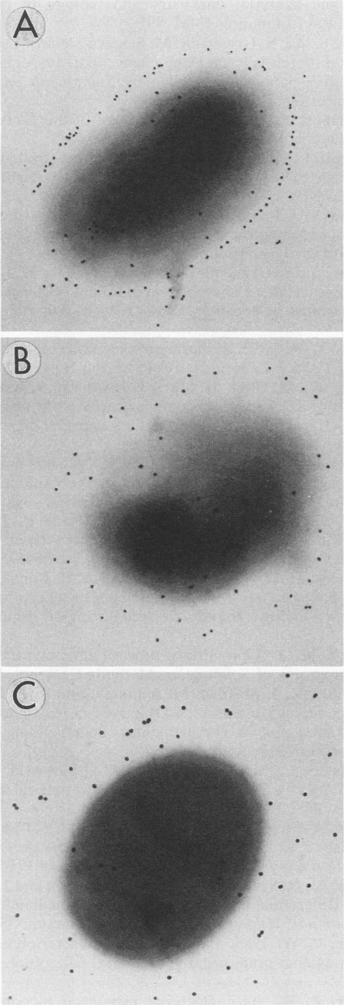 https://cdn.ncbi.nlm.nih.gov/pmc/blobs/00e8/257192/e33ab8b9275b/iai00030-0399-a.jpg