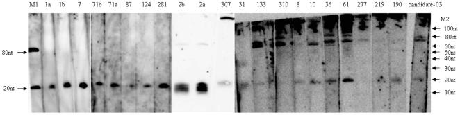 https://cdn.ncbi.nlm.nih.gov/pmc/blobs/00e9/2817716/f1df0feb8b82/pntd.0000596.g002.jpg