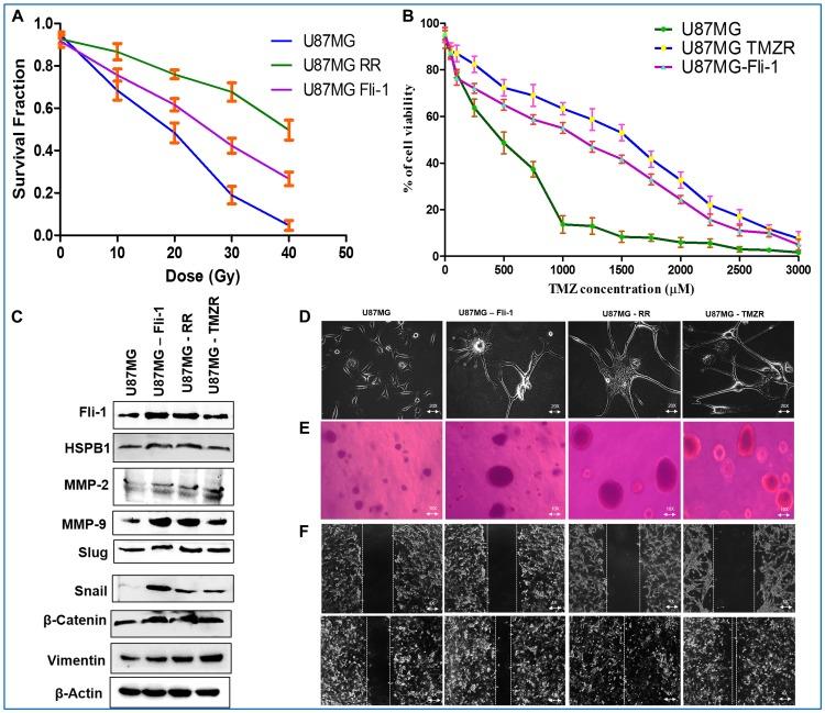 https://cdn.ncbi.nlm.nih.gov/pmc/blobs/00eb/7138161/f0d3e2768d1c/oncotarget-11-1097-g005.jpg