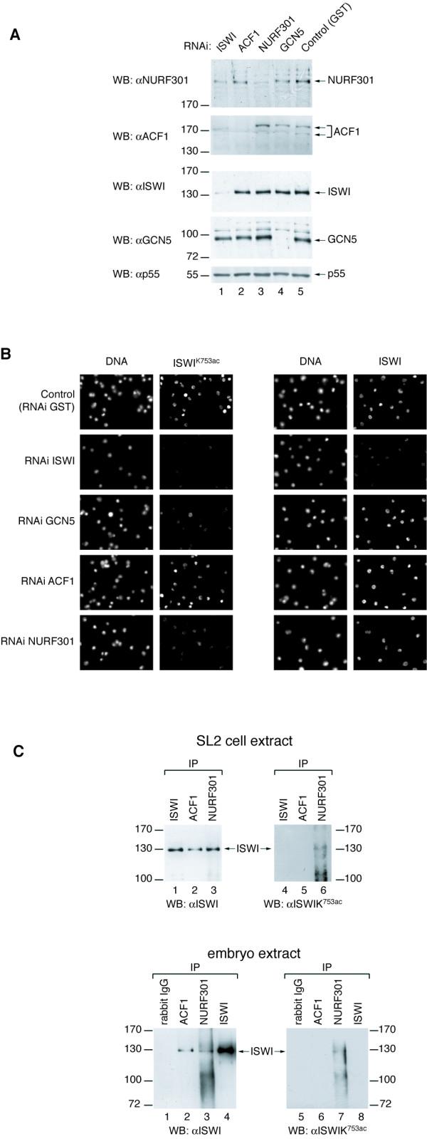 https://cdn.ncbi.nlm.nih.gov/pmc/blobs/00ec/2045673/151020d023e8/1471-2199-8-73-6.jpg