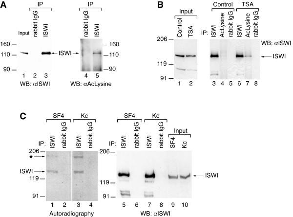 https://cdn.ncbi.nlm.nih.gov/pmc/blobs/00ec/2045673/3221f9e4ddfb/1471-2199-8-73-1.jpg