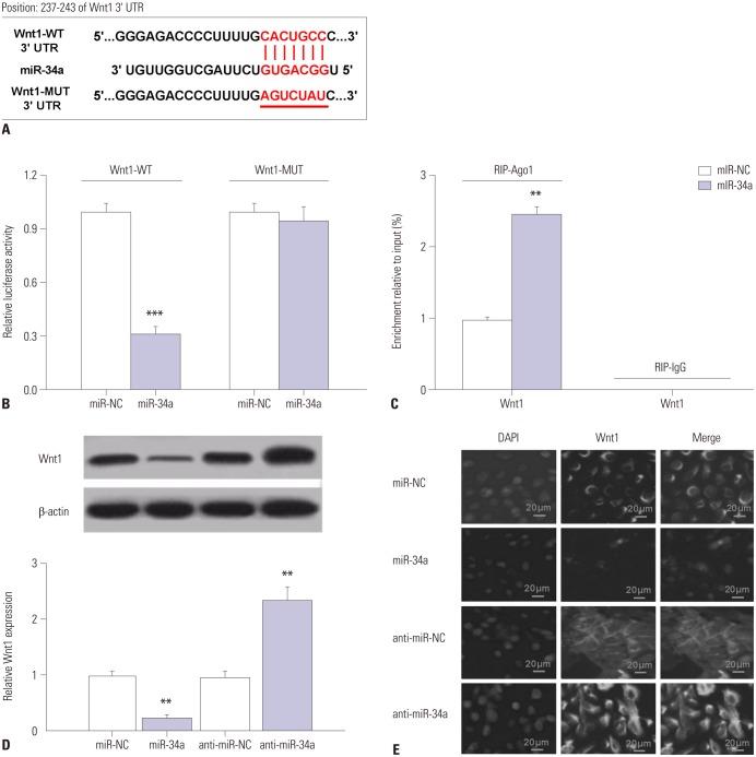 https://cdn.ncbi.nlm.nih.gov/pmc/blobs/00ed/6240572/cfeb294d20ee/ymj-59-1205-g002.jpg