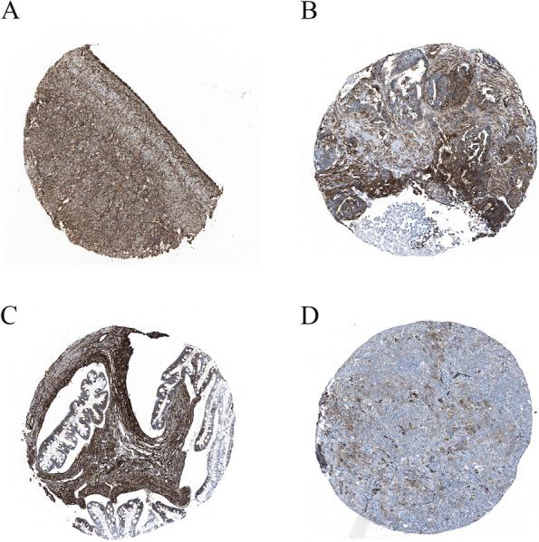 https://cdn.ncbi.nlm.nih.gov/pmc/blobs/00ee/10870461/191f0f0958b6/12864_2024_10056_Fig6_HTML.jpg